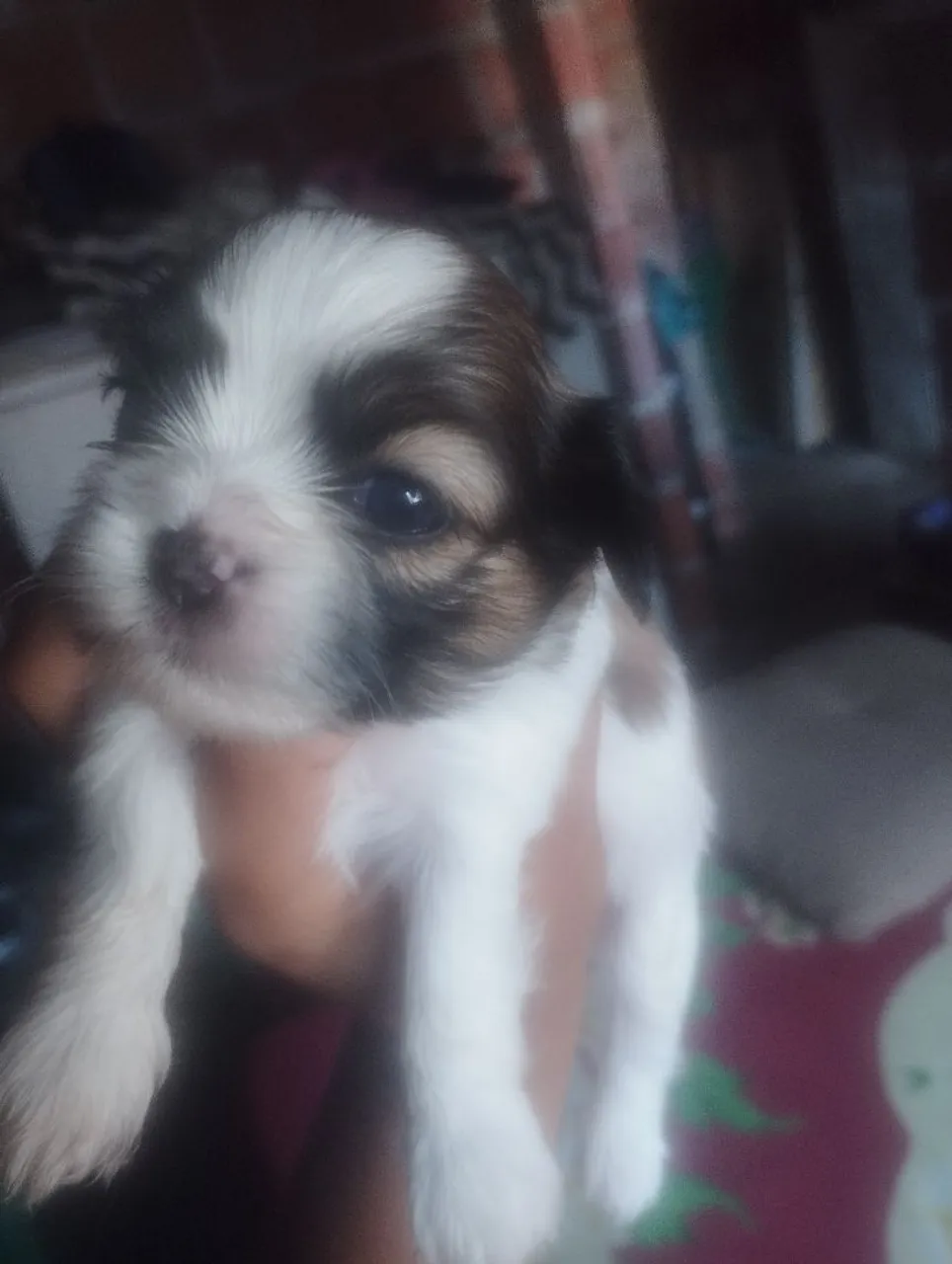 Shih Tzu filhote
