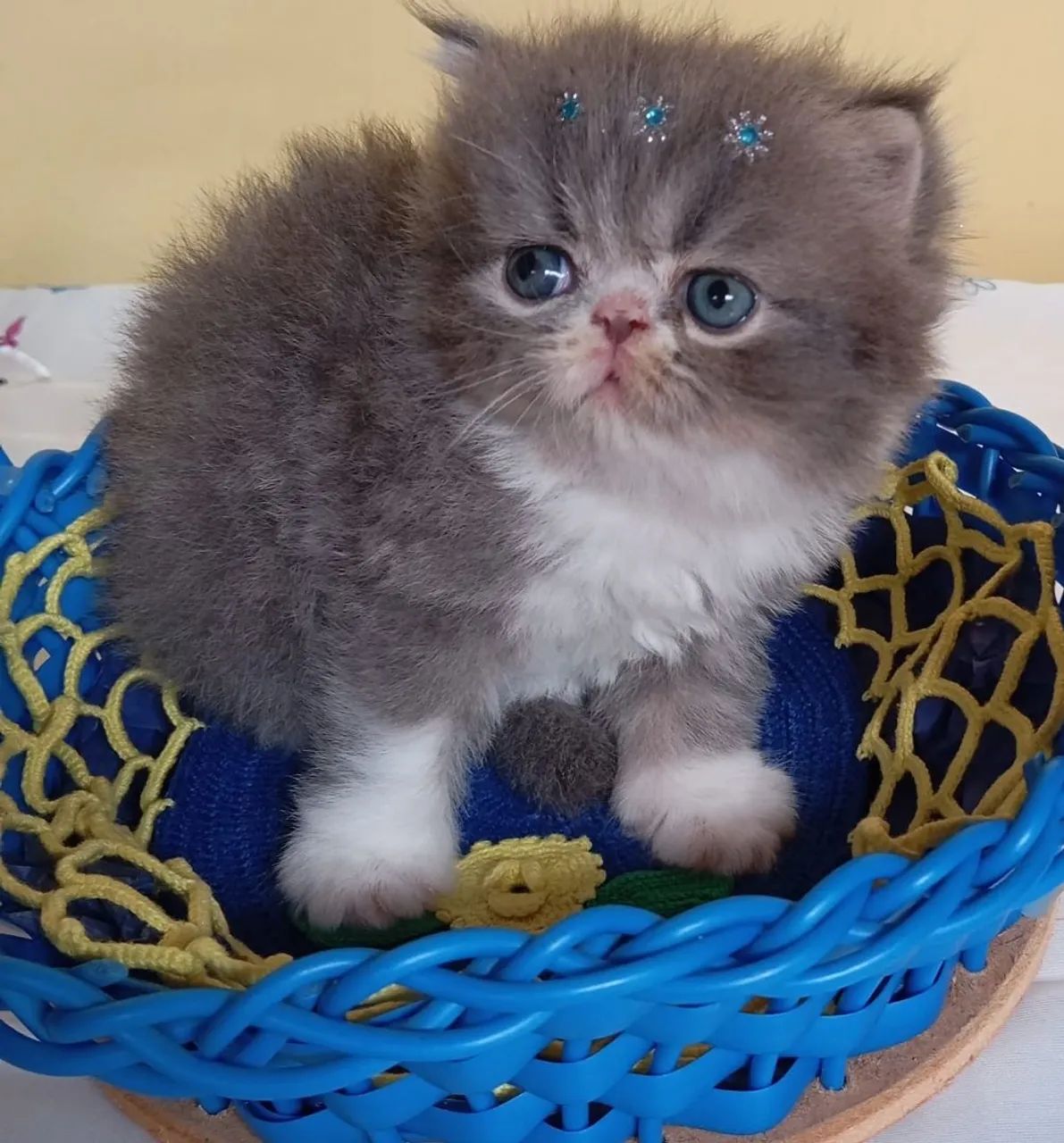 Filhotes de gatos persas puros  - Foto 5