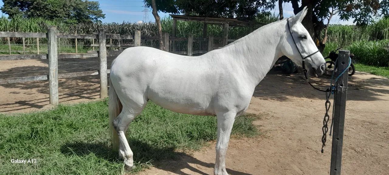 Égua Mangalarga  - Foto 5