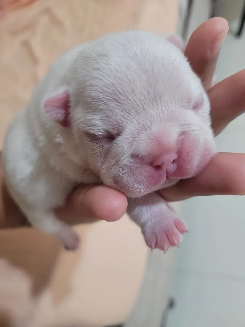Filhotinho de Bulldog Francês!