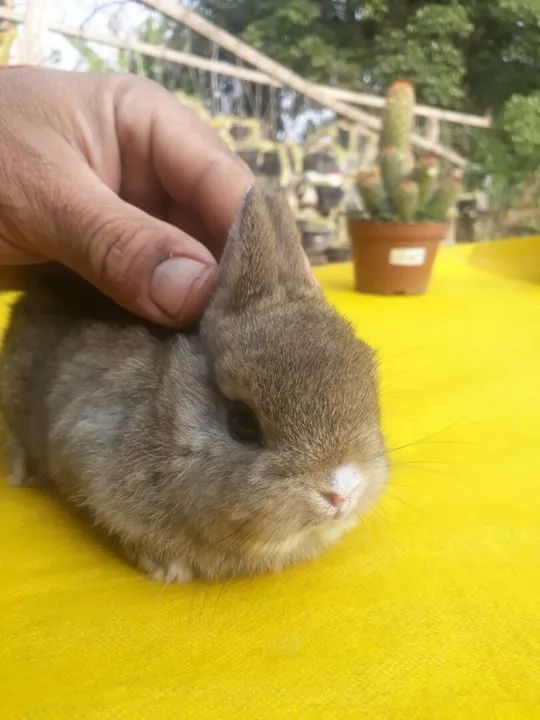 Coelho anão importado  - Foto 5