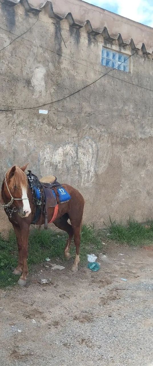 Cavalo marchador picada - Foto 2