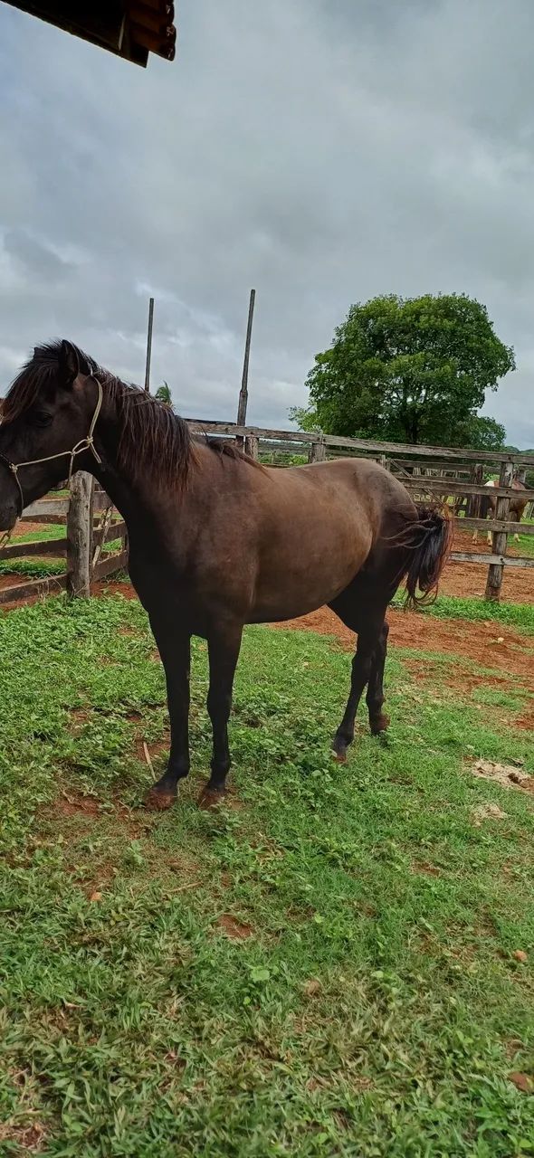 Potra meio Sangue Criola - Foto 6