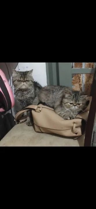 Gata persa exótica adulta com pedigree  - Foto 2