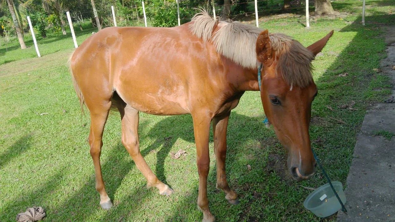 Cavalo castanho para venda - Foto 2