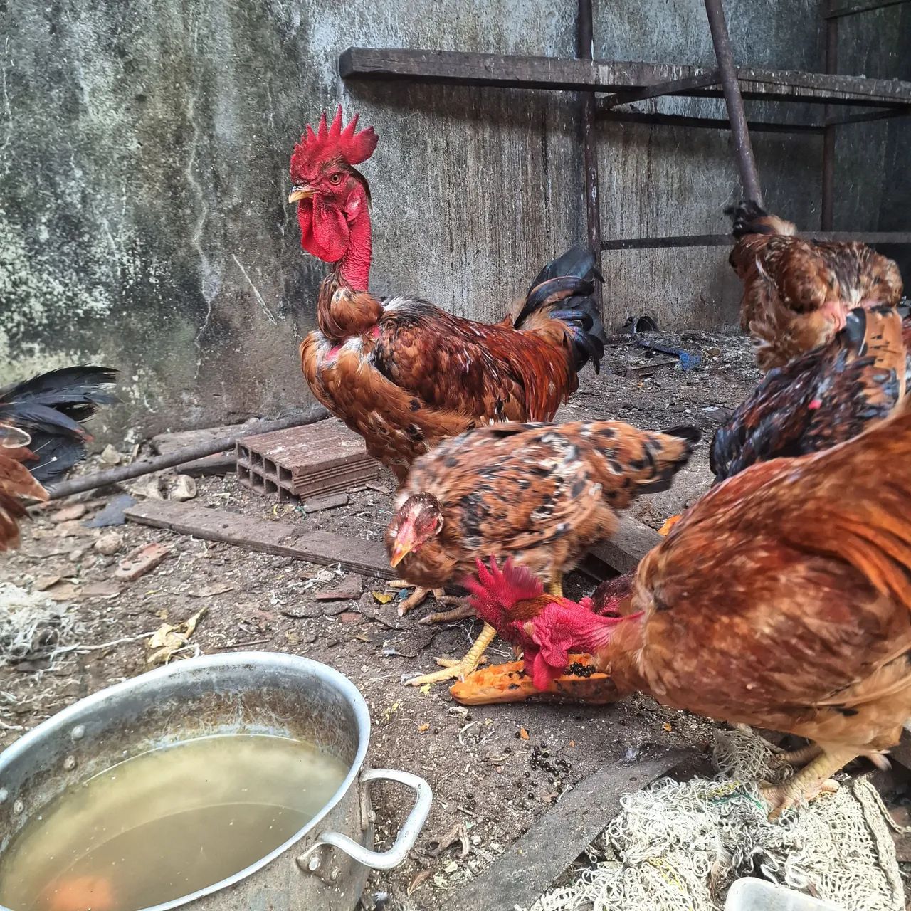 Galos e Galinhas Caipira  - Foto 5