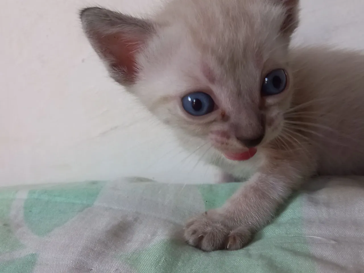 Gatos siamês 