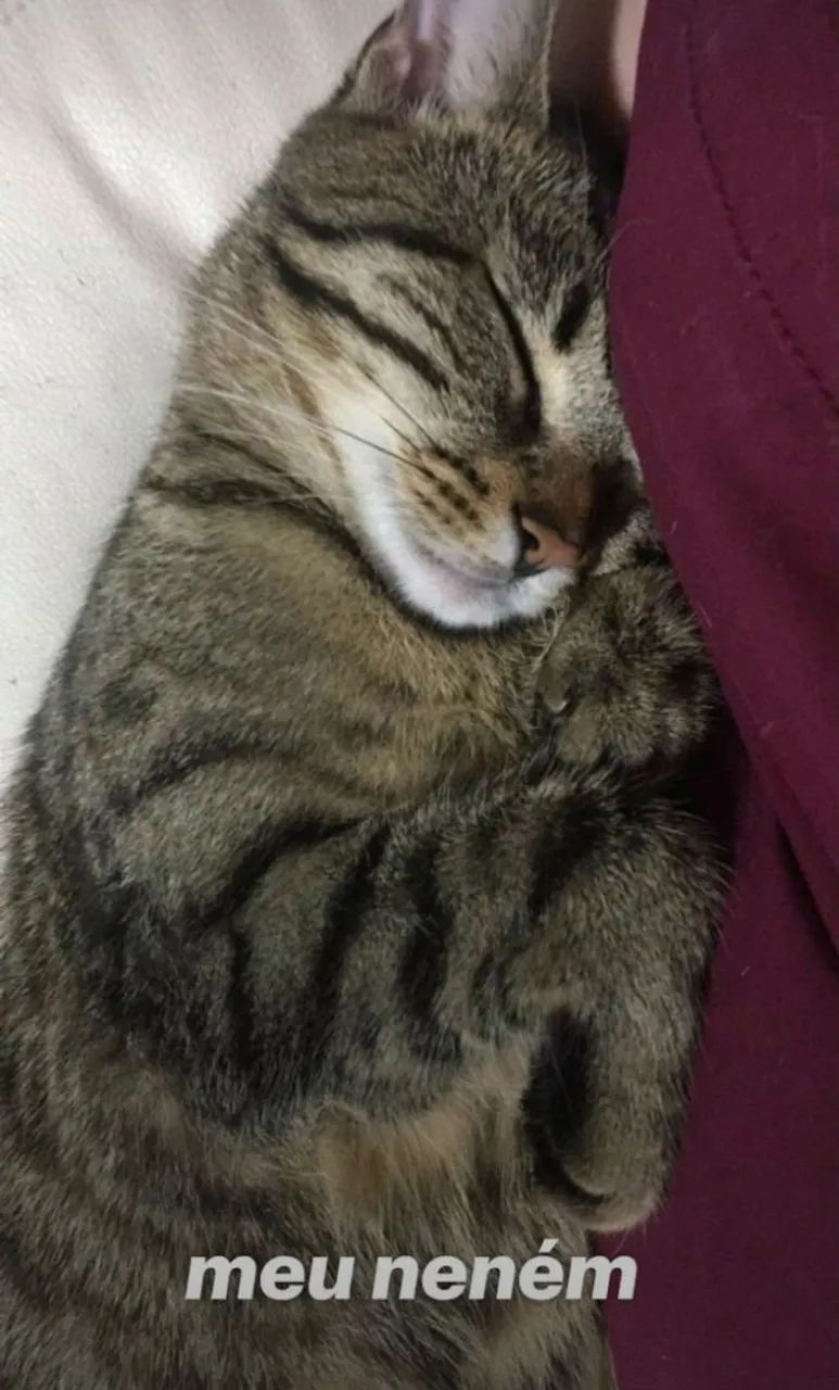 Gatinha fofa para adoção ?