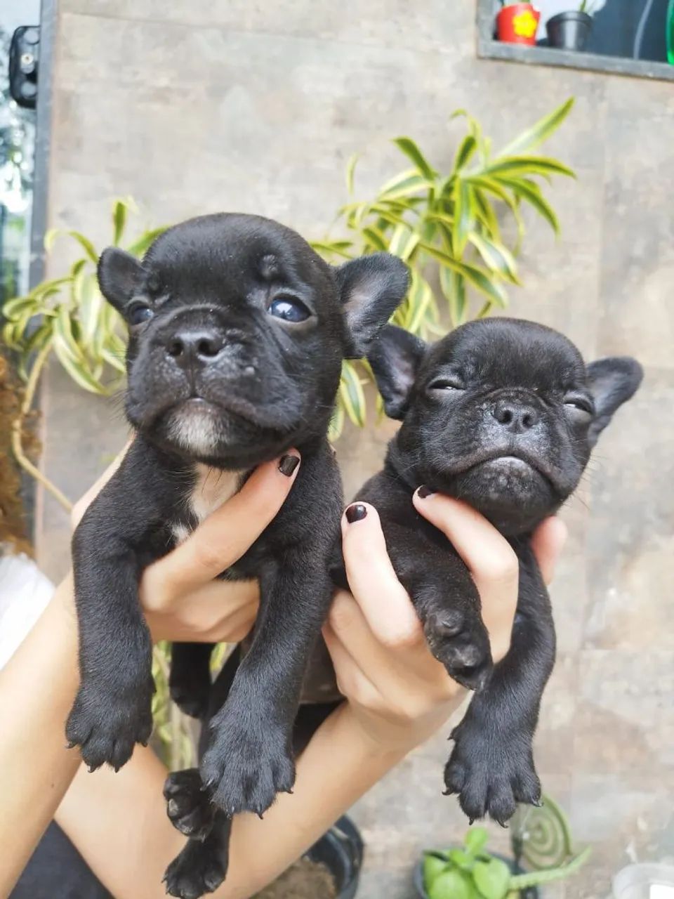 Vende_se filhotes buldog francês  com american bully  - Foto 4