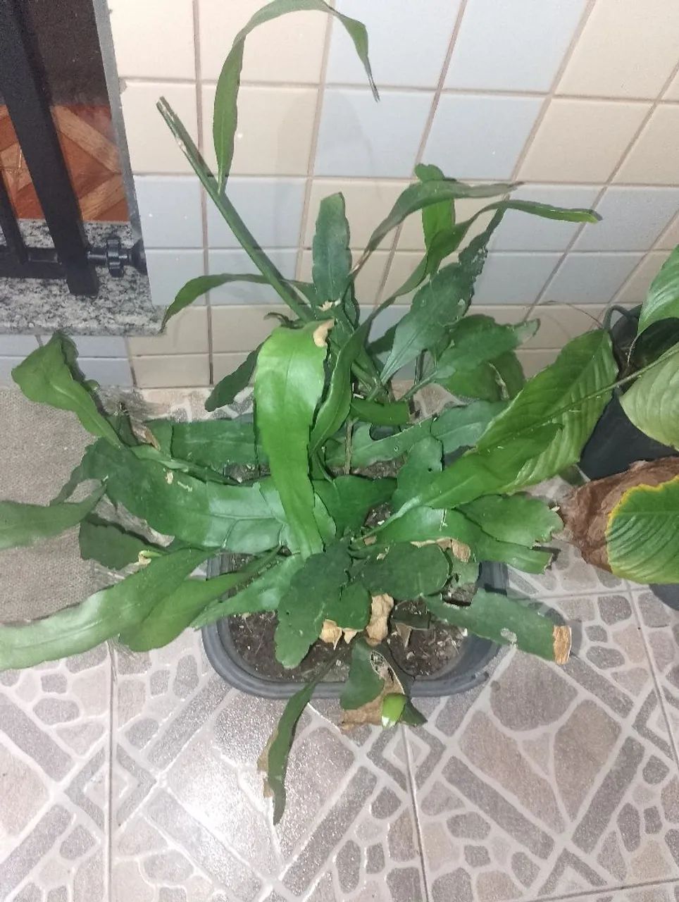 Planta Dama da noite 