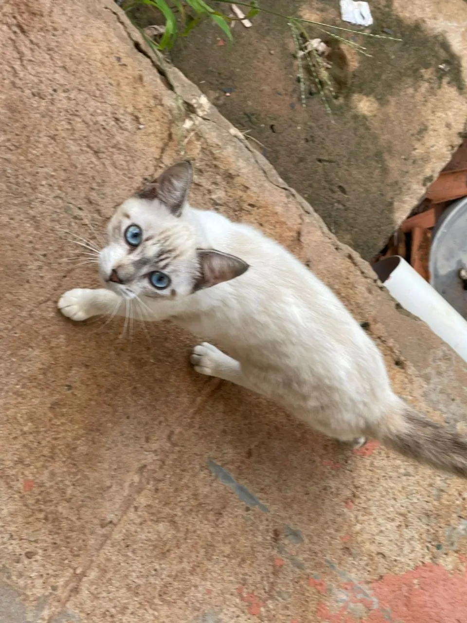 Gatinha Fêmea Castrada para  DOAÇÃO .