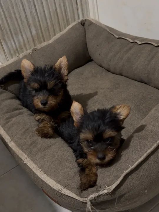 Yorkshire Terrier filhote micro $1.200,00 - Foto 6