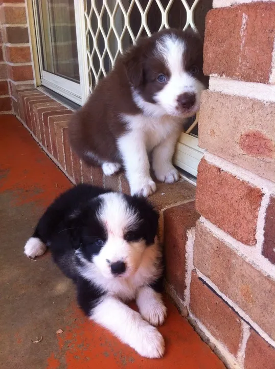  Border Collie Celebrando Amizade Mais Pura E Leal Que Existe