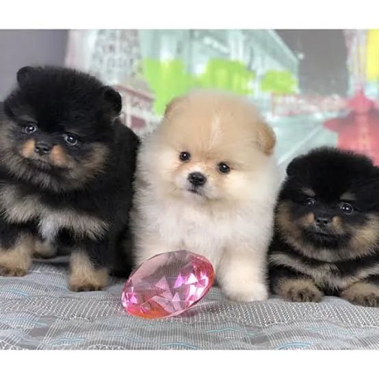 Spitz alemão lindos bebês pronta entrega ××