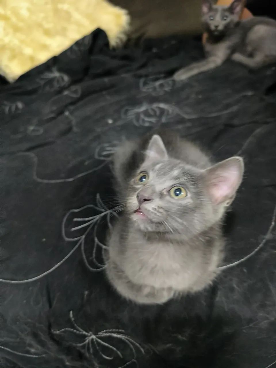 Últimos machinhos de russian blue  - Foto 3