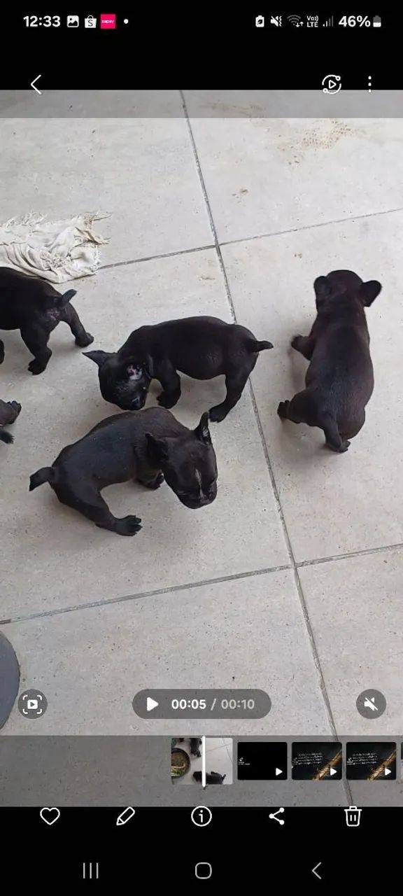 Vende_se filhotes buldog francês  com american bully  - Foto 5
