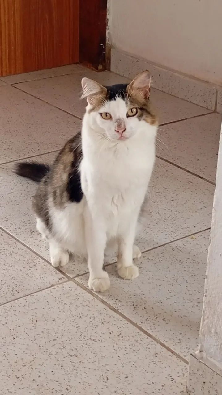 Gato branco e cinza para adoção castrado - Foto 5