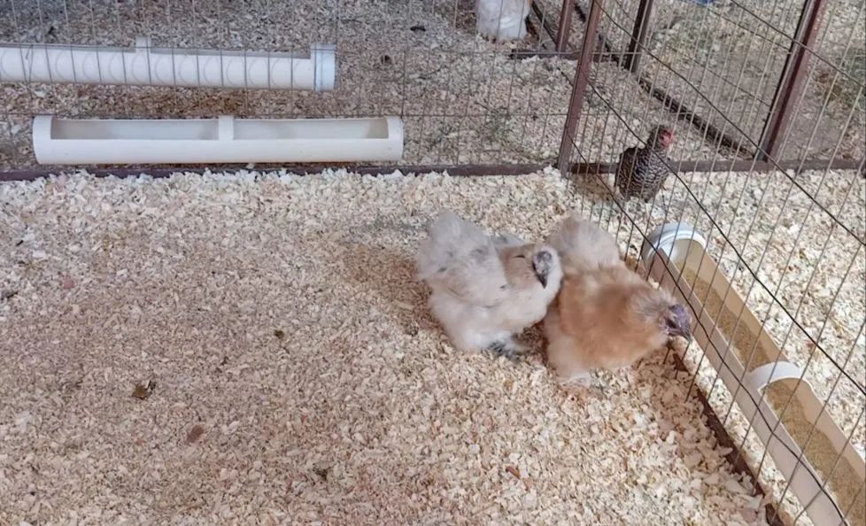 Aves Disponíveis - Foto 4