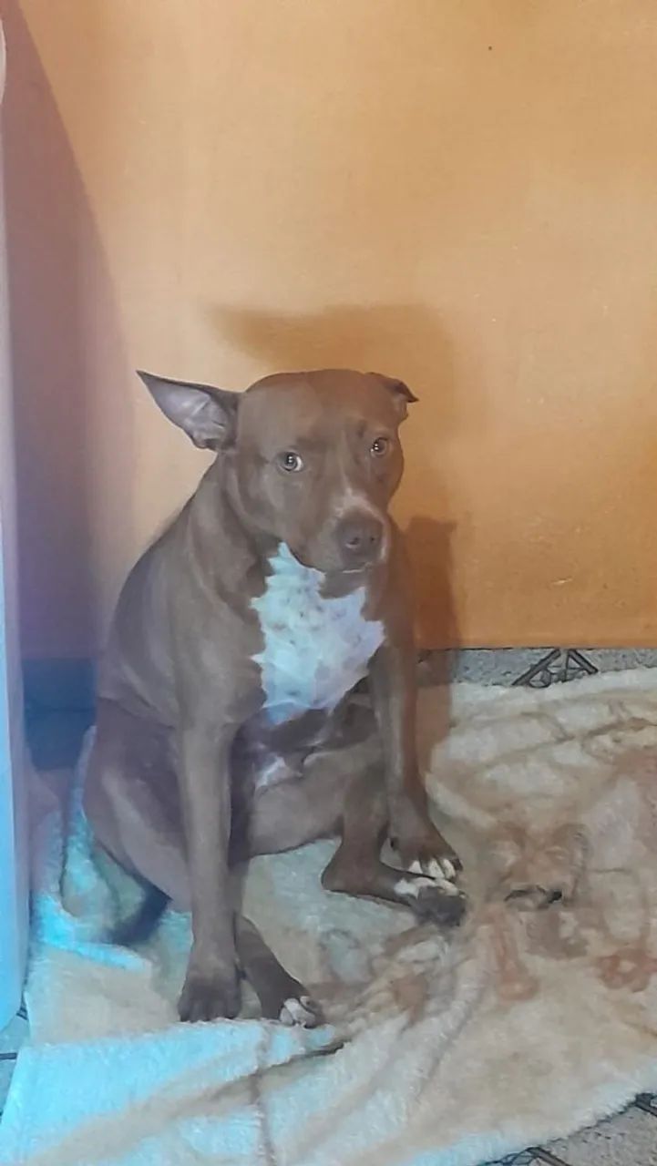 Doacao pit bull - Foto 4