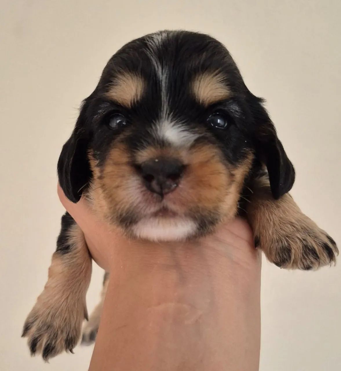 Cocker Spaniel com pedigree  - Foto 3