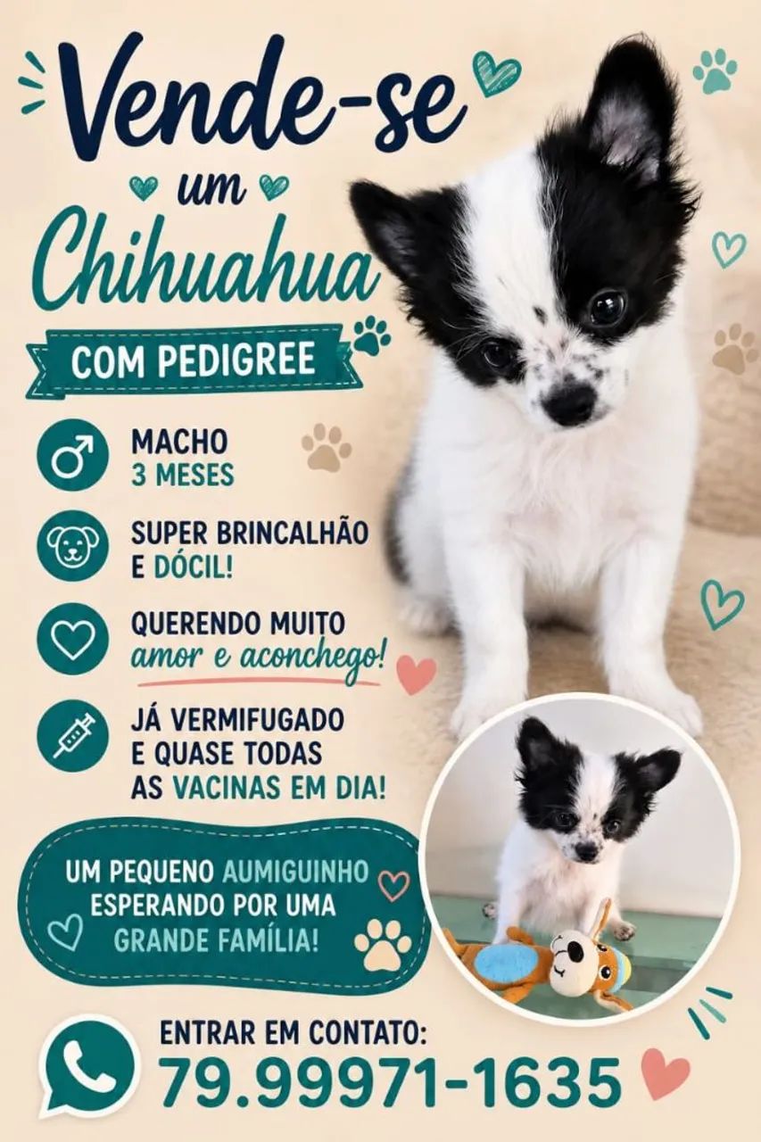 Chihuahua macho com pedigree