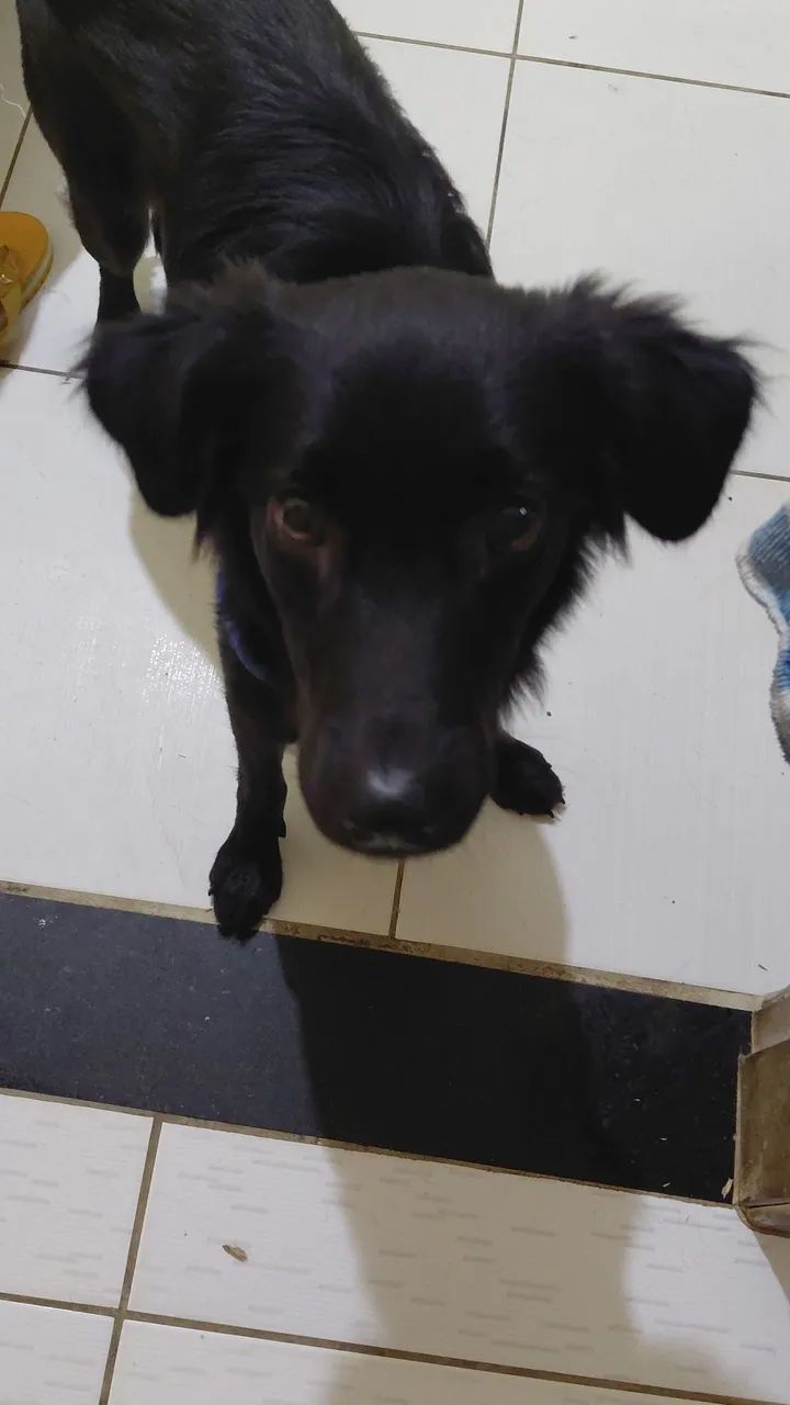 Adoção responsável  - Foto 3