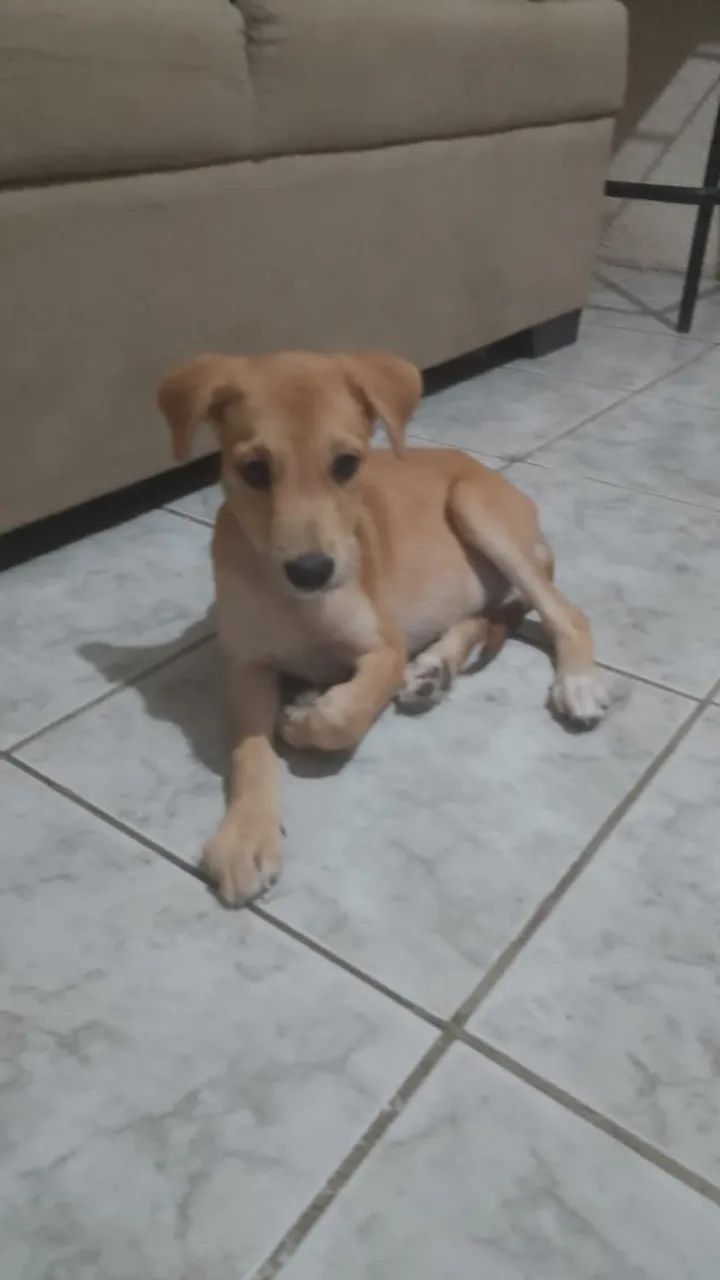Cachorrinha para doação responsável  - Foto 3