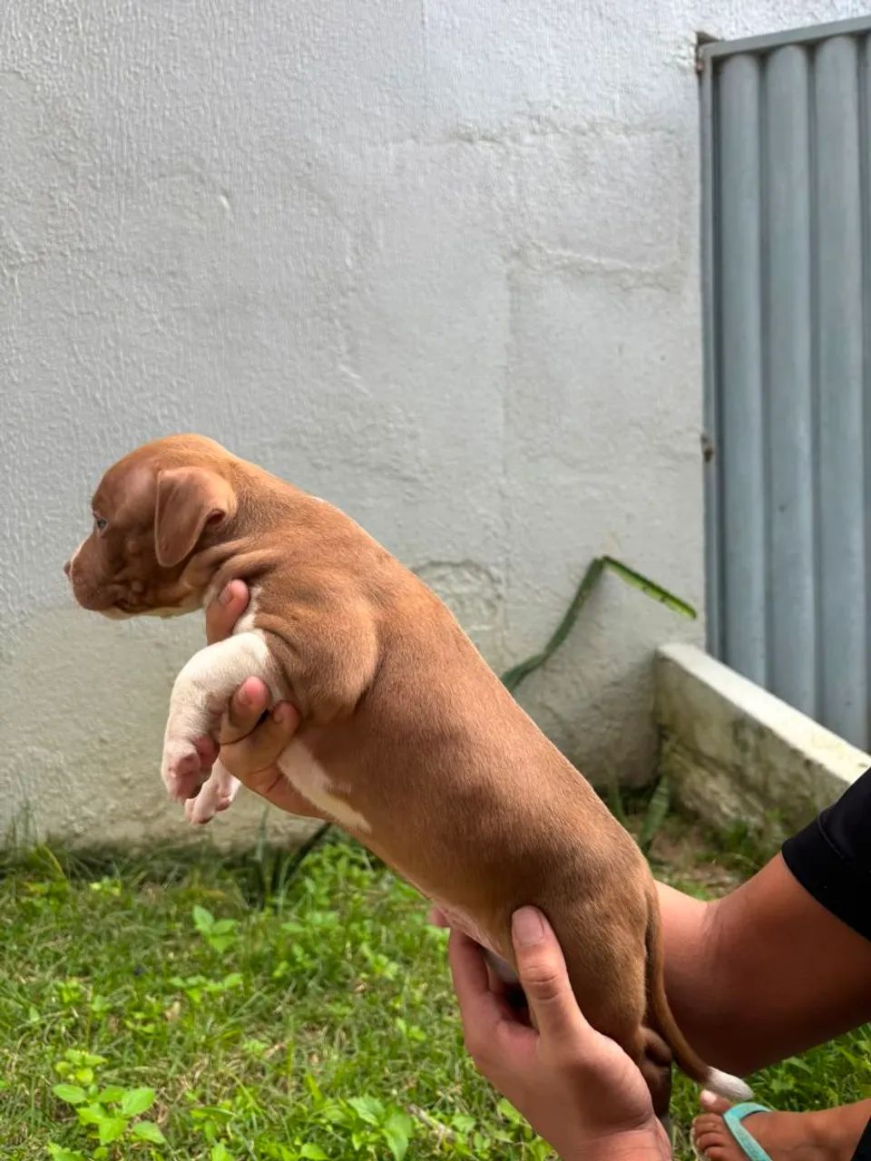 PITMONSTER, PITBULL - Foto 2