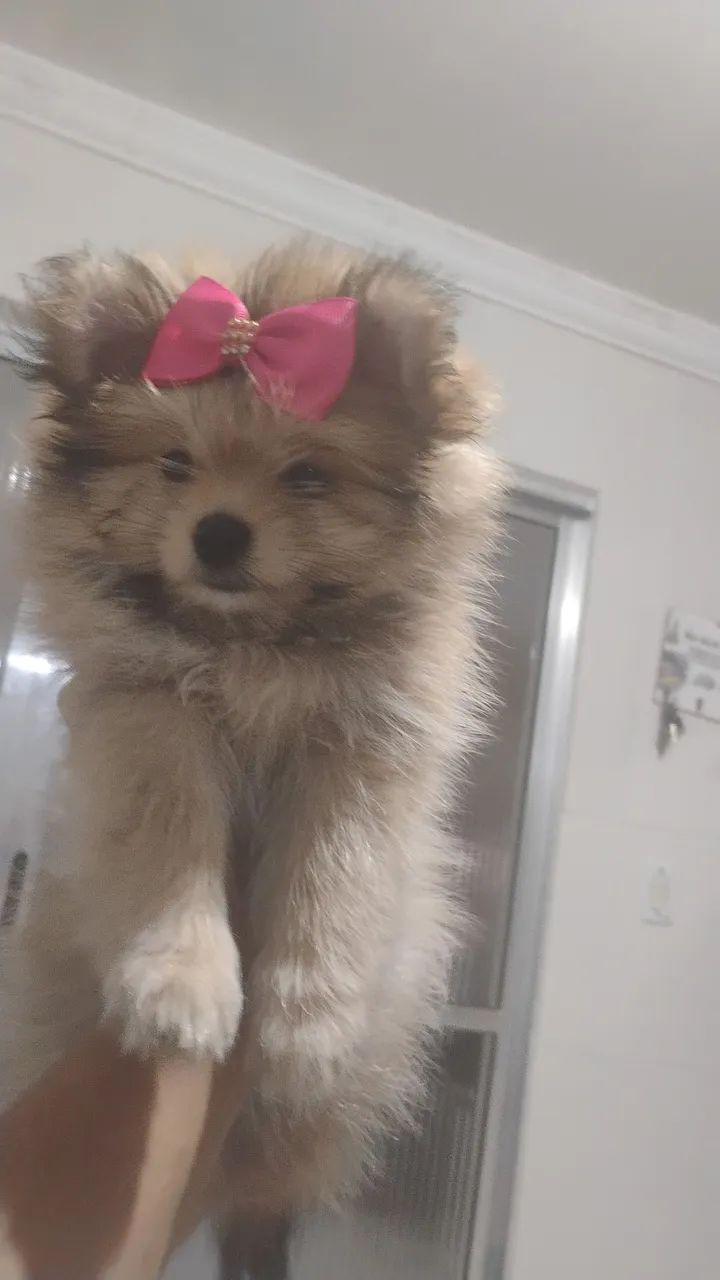 Spitz Alemão fêmea 