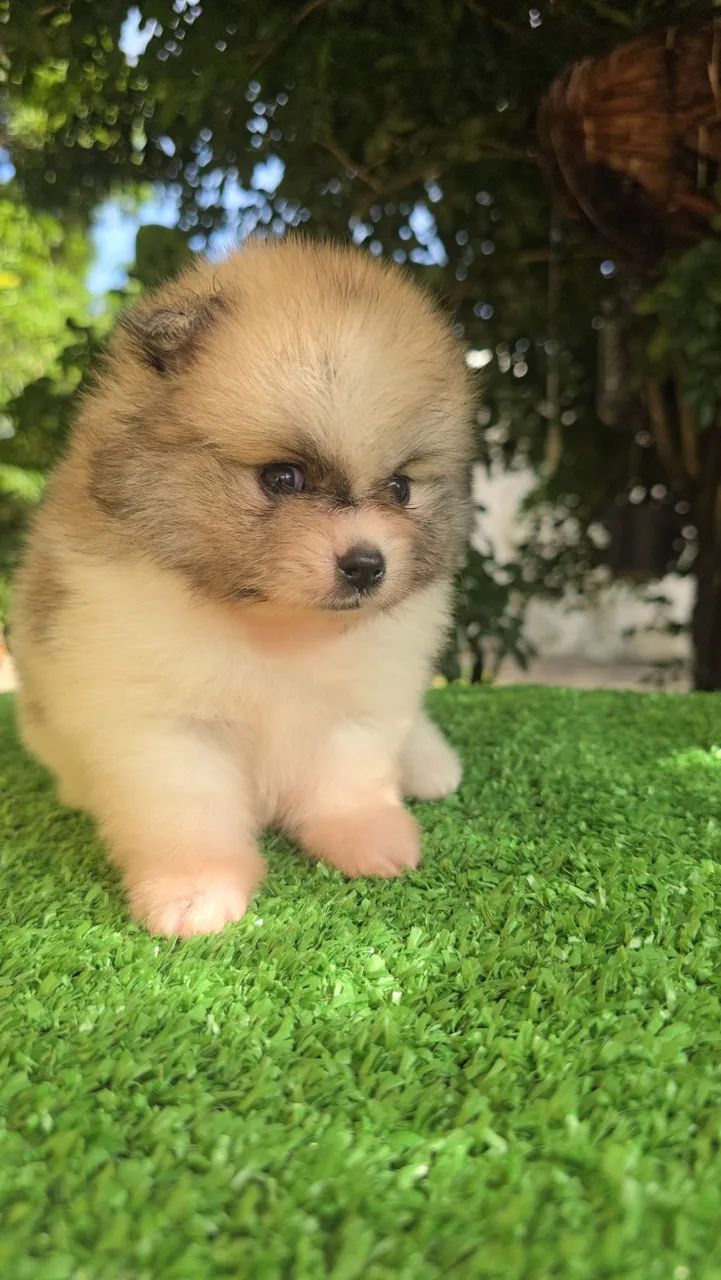 LuluPomerania  - Foto 2