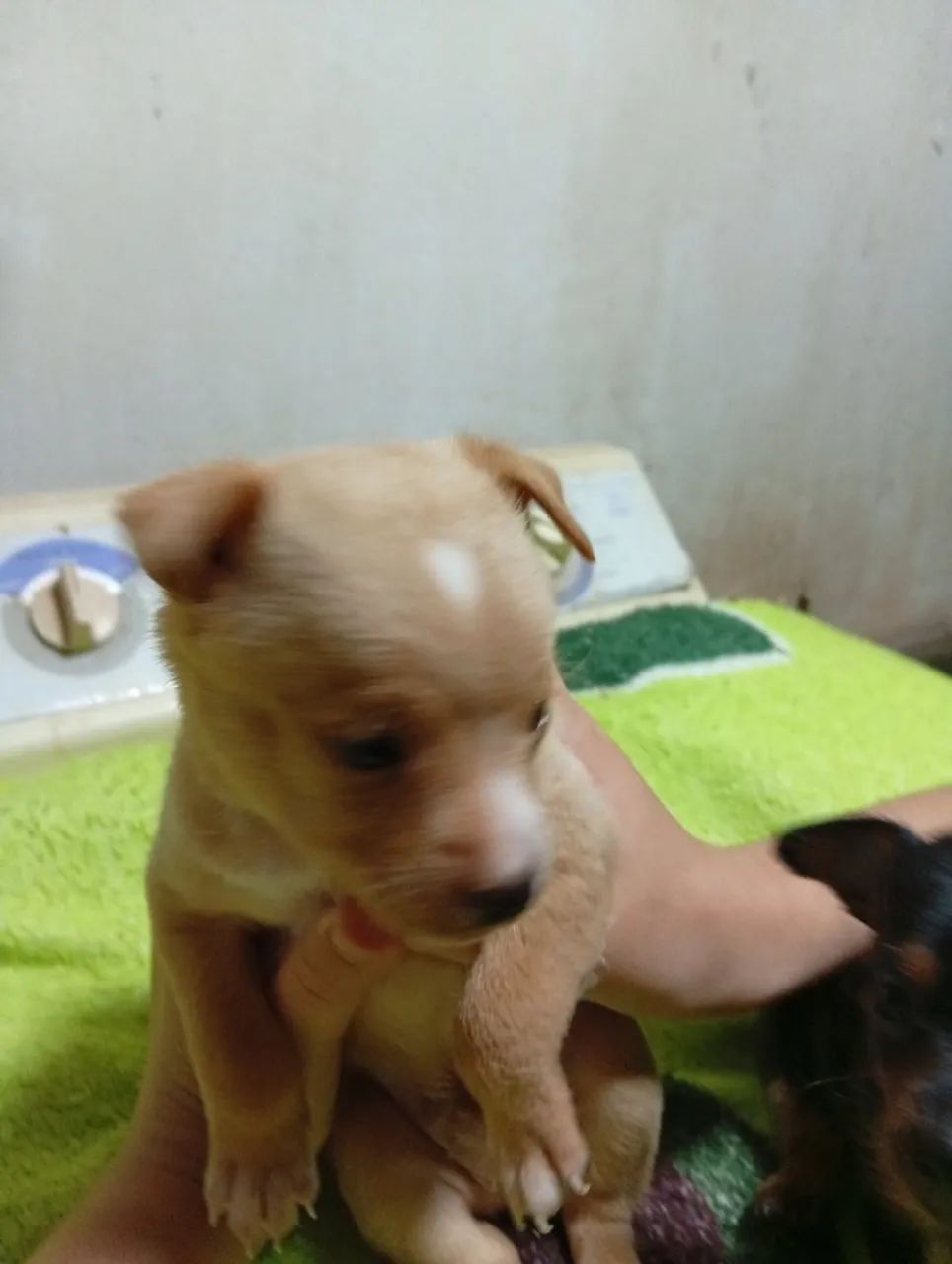 Cachorro macho Pincher. - Foto 2