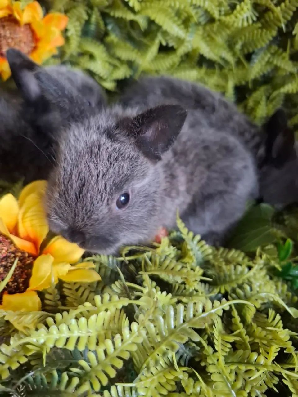 Coelhos netherland dwarf  - Foto 4