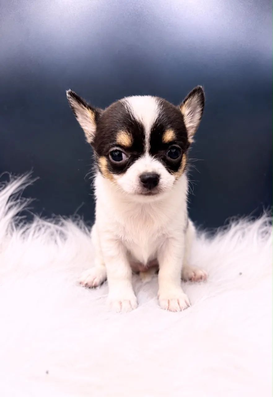 Chihuahua - Foto 4