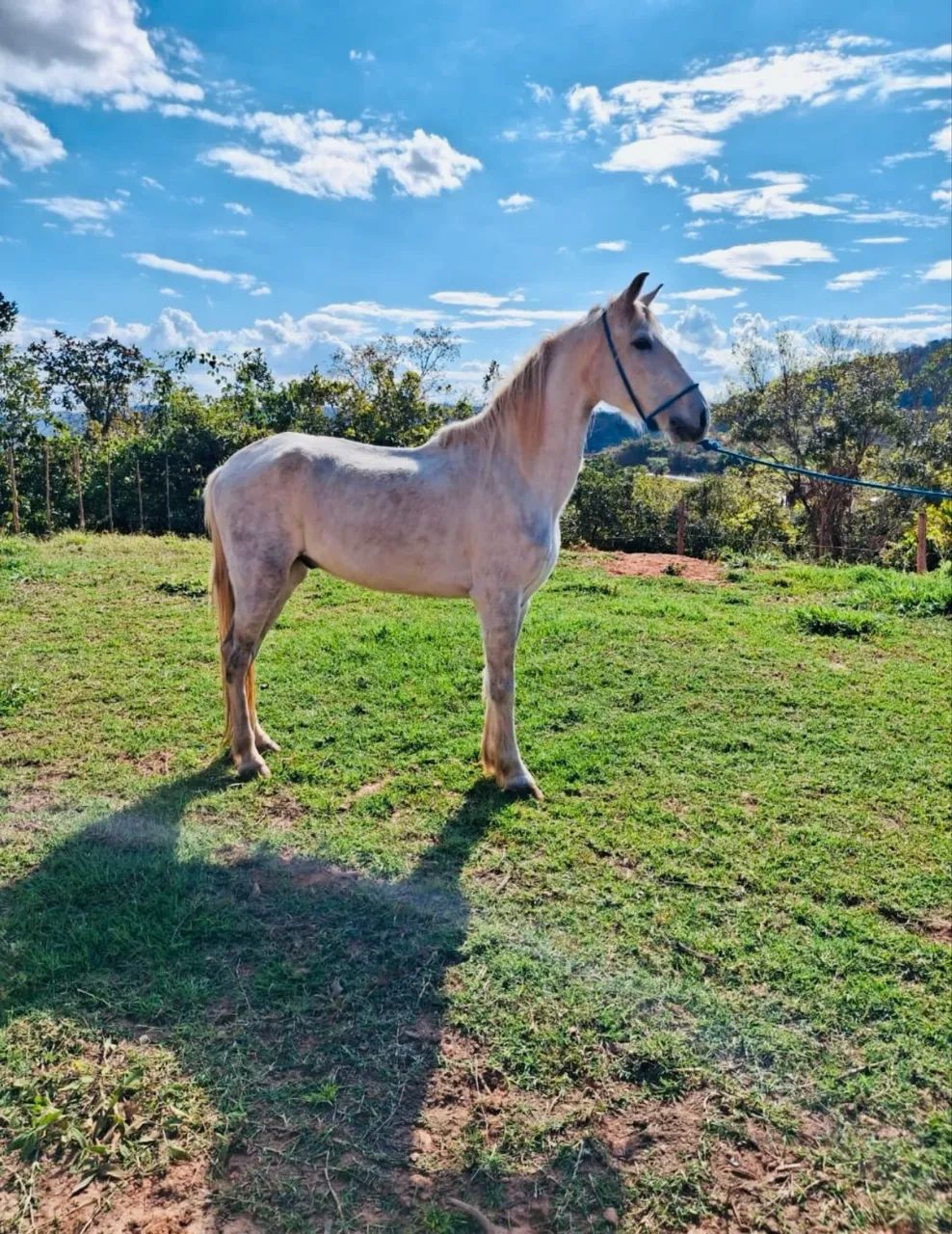 Vendo Mangalarga Marchador Tordilho - Foto 3