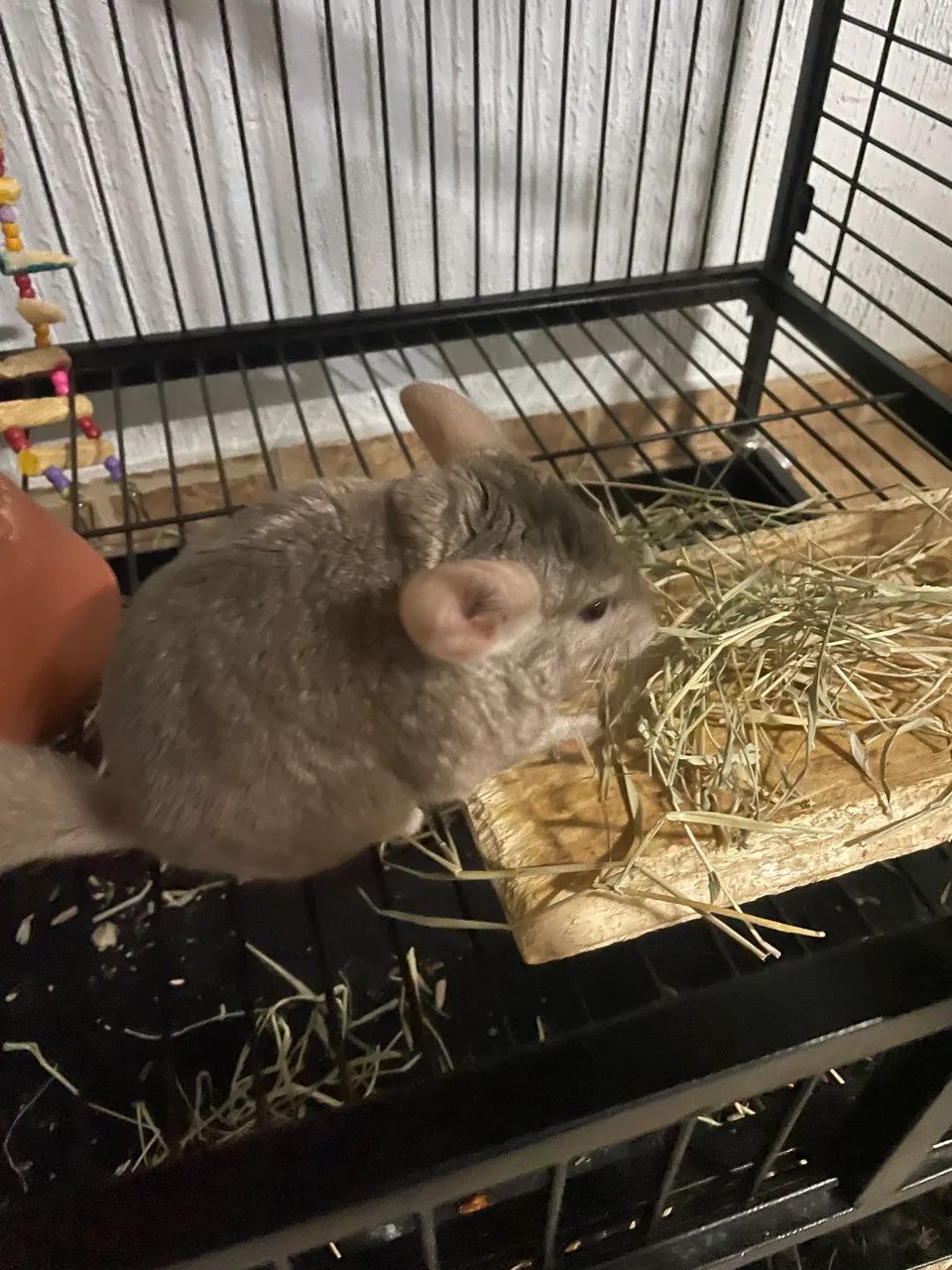 Lindo macho de chinchila  - Foto 6