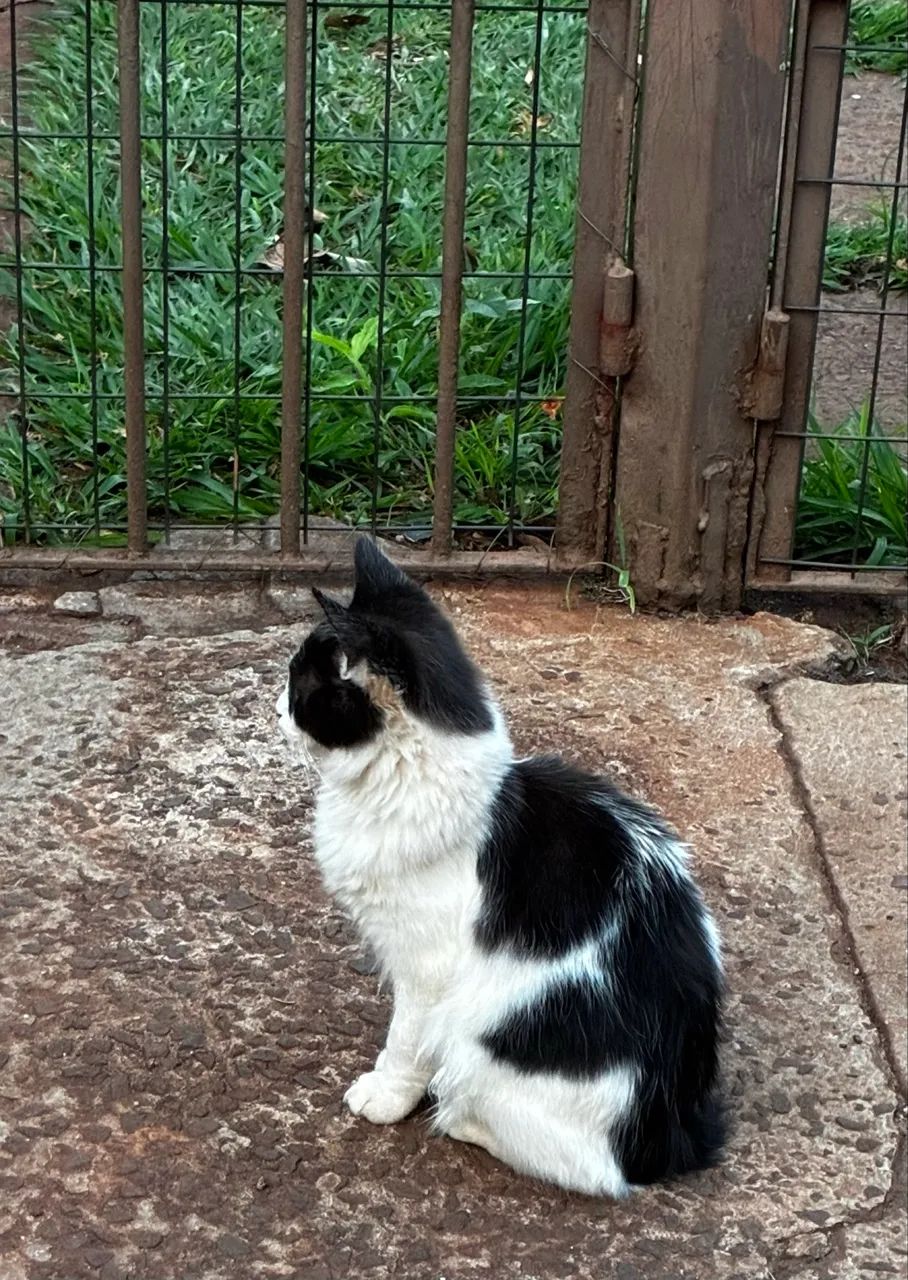 Lindos gatinhos para adoção  - Foto 4