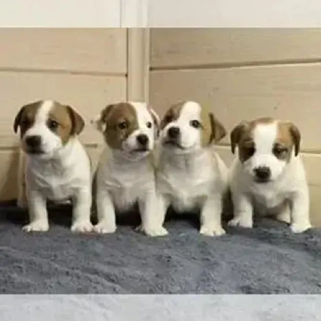 O CACHORRO DO MASCARA JACK RUSSEL 