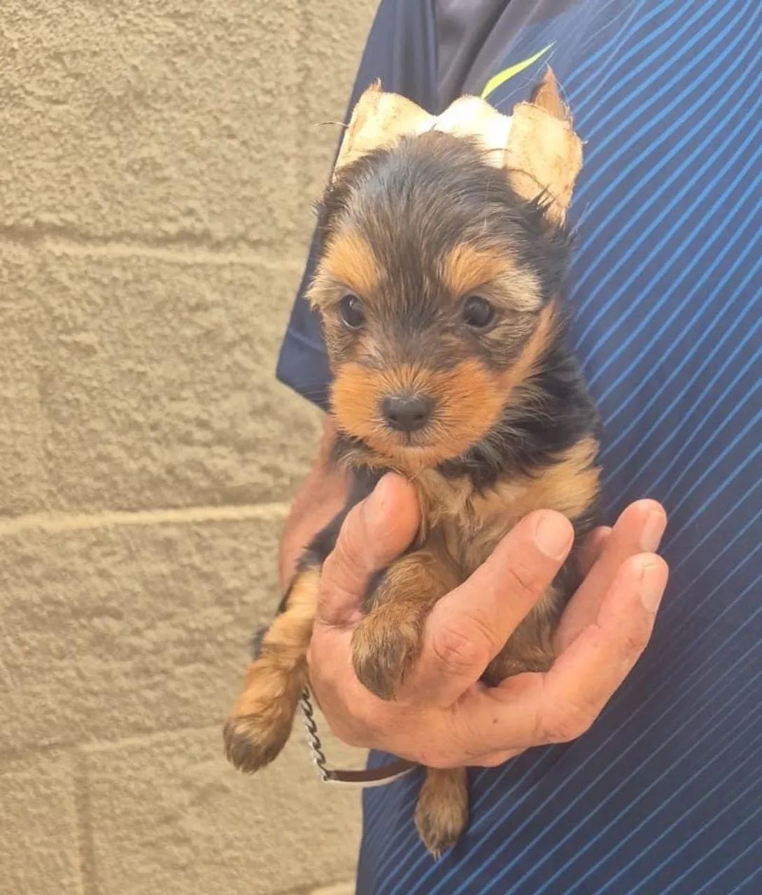 Yorki Micro - Foto 2