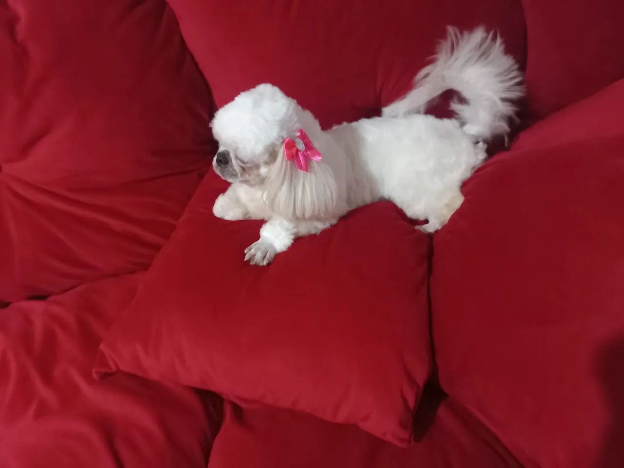 Shitzu fêmea (dócil - 1 ano e 7 meses) - Foto 6