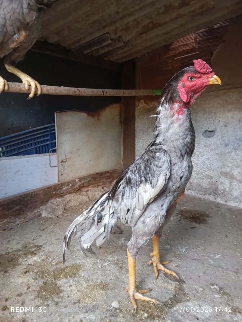 Frango índio cinza  pulva - Foto 4