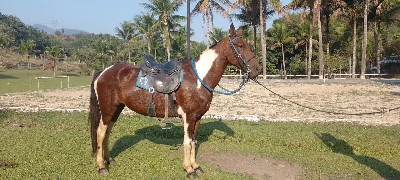 Egua pampa de marcha picada  - Foto 2