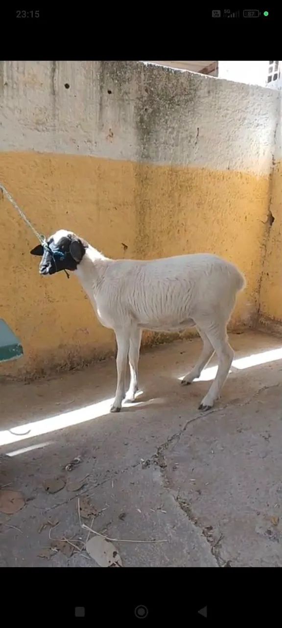 Vendo carneiro doping 