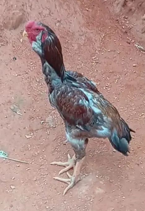 Frango Calcutá 