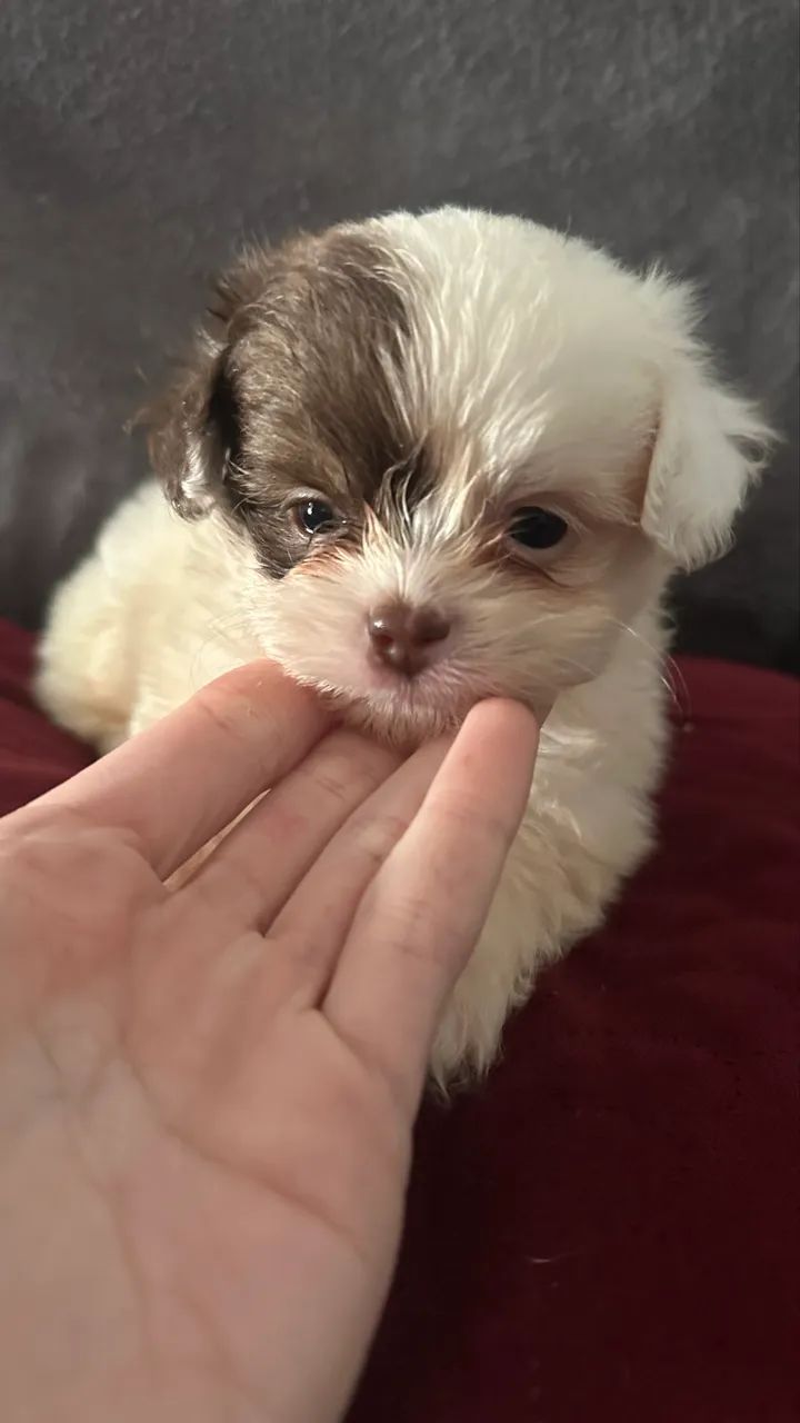 Shihtzu filhote 