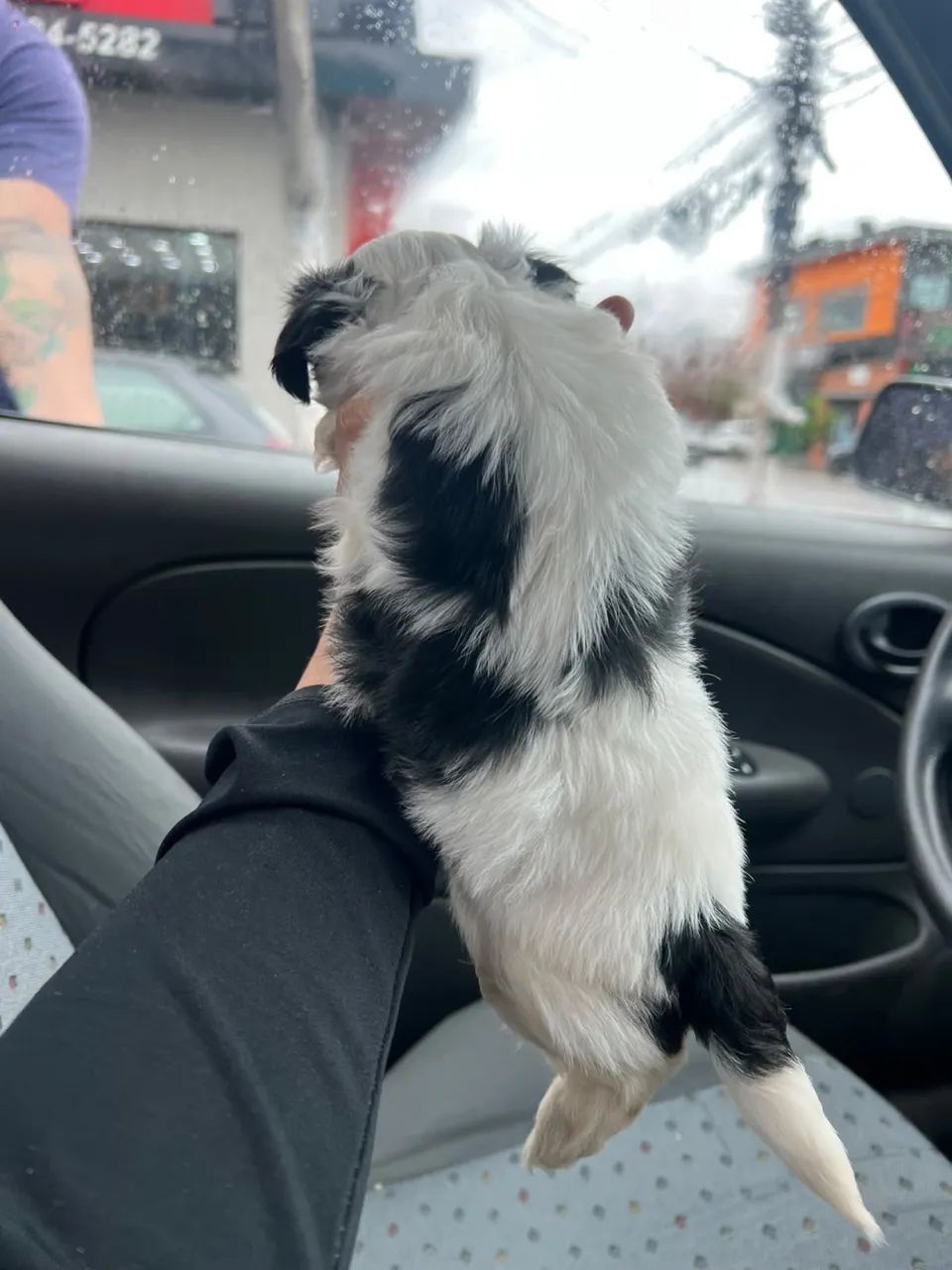 Shihtzu mini Pandinha 