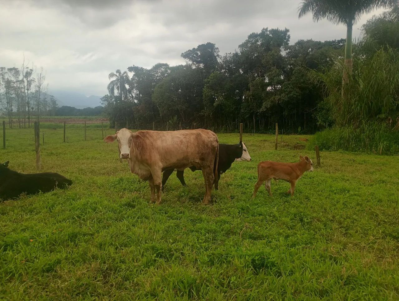 Vaca e bezerro