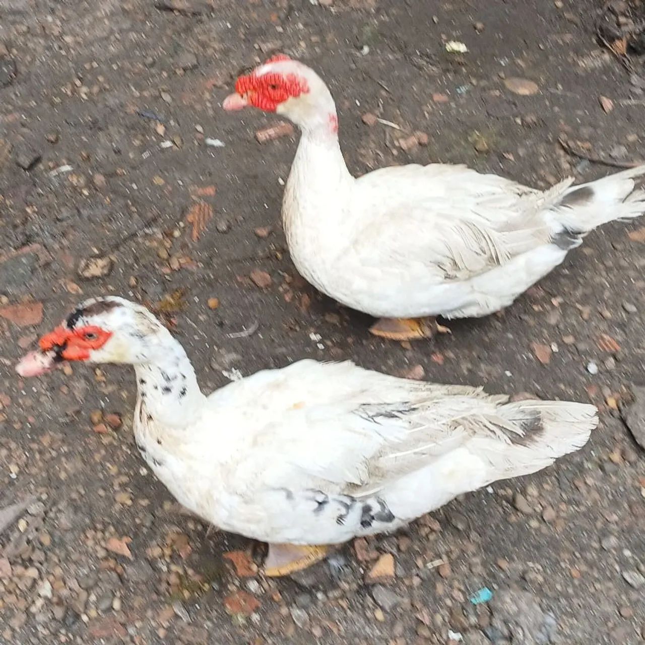 Patos retirada na zona leste watts *
