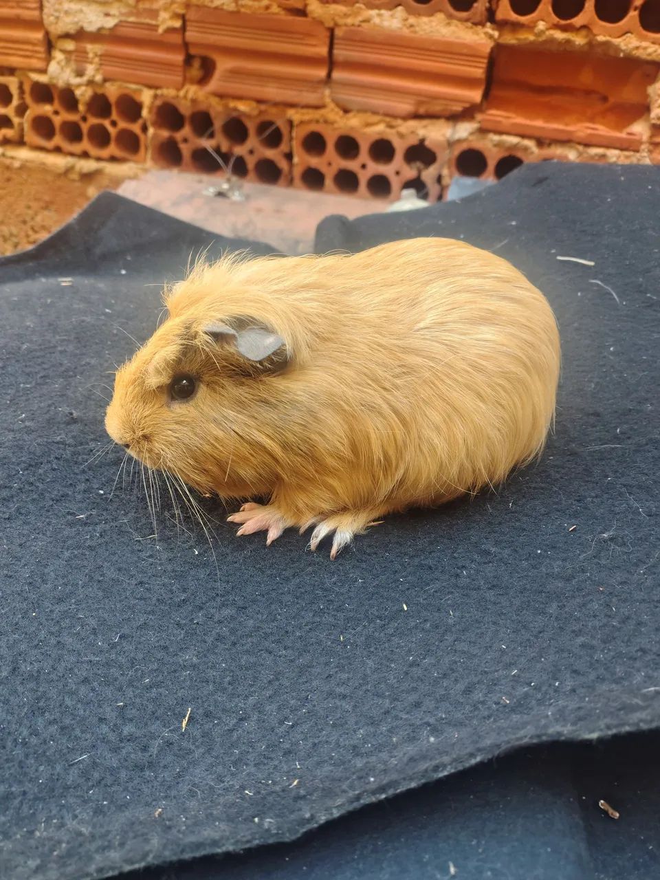 Porquinho 
