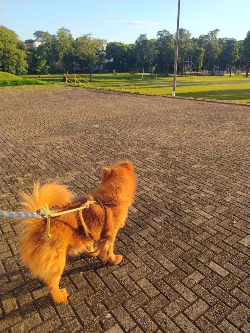 Doa-se // adoção chow-chow