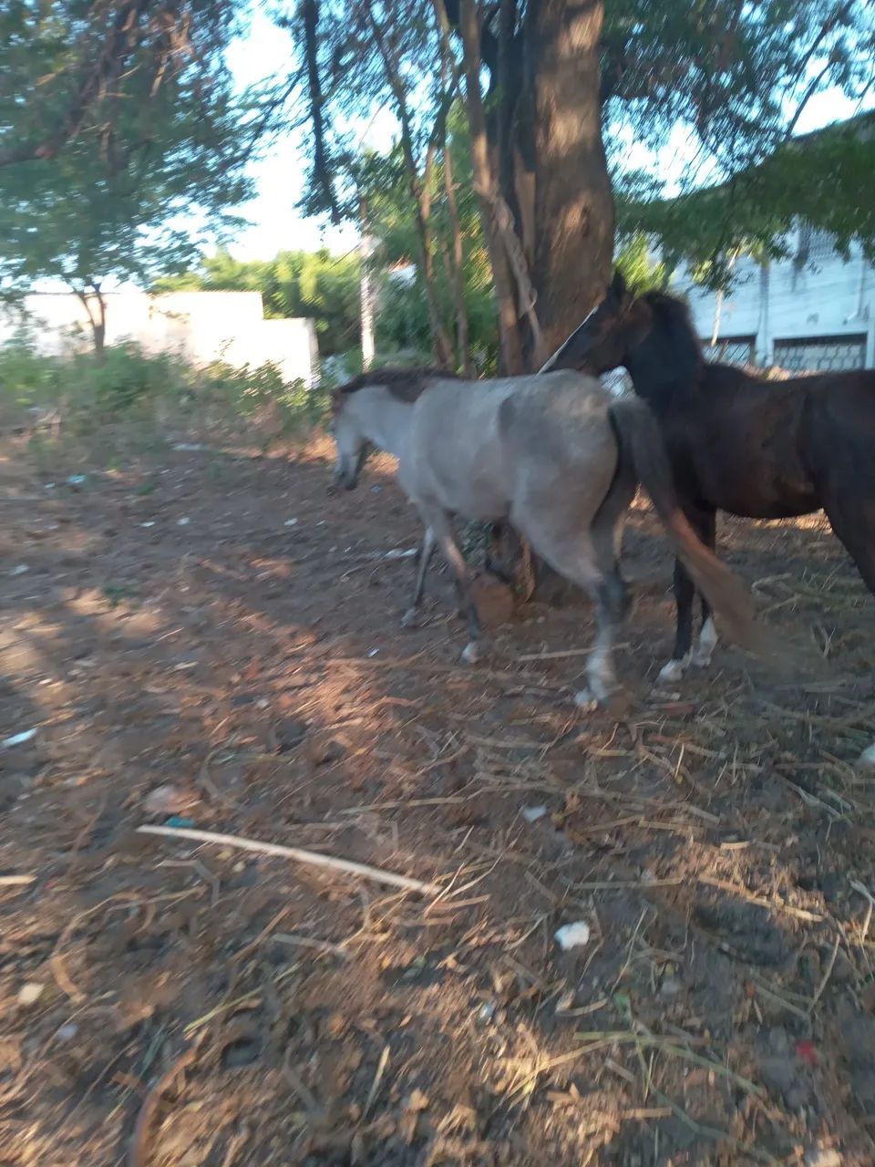 Animal  - Foto 5